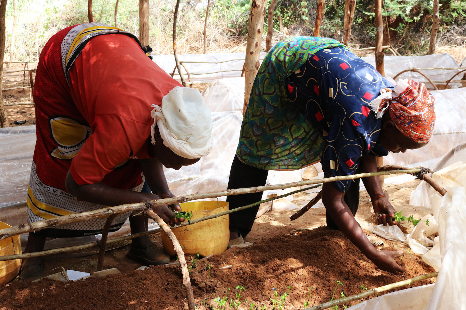 Seedling collection in Kenya - mastercard priceless planet restoration projects