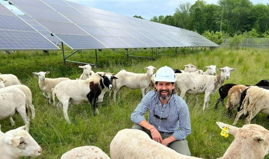 Sheep grazing on the grasses around ground-mounted solar panels, providing a sustainable form of vegetation control.