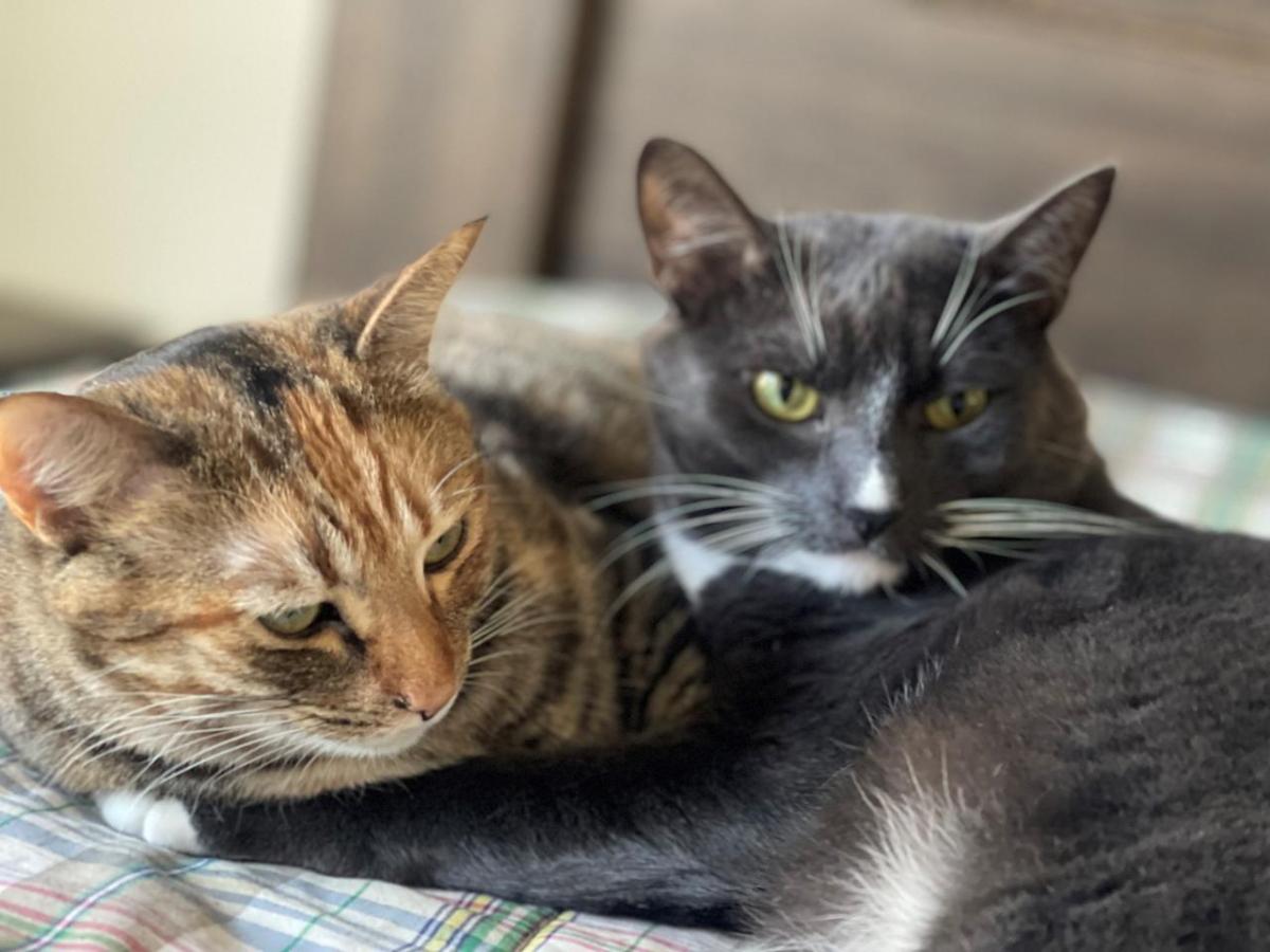 The biggest thing is showing them love and care. These cats are spoiled, but I get a thrill when I say “snack” or “eat,” and they take off to their food bowls. — Brian Penn and cats, Snickers and Kira