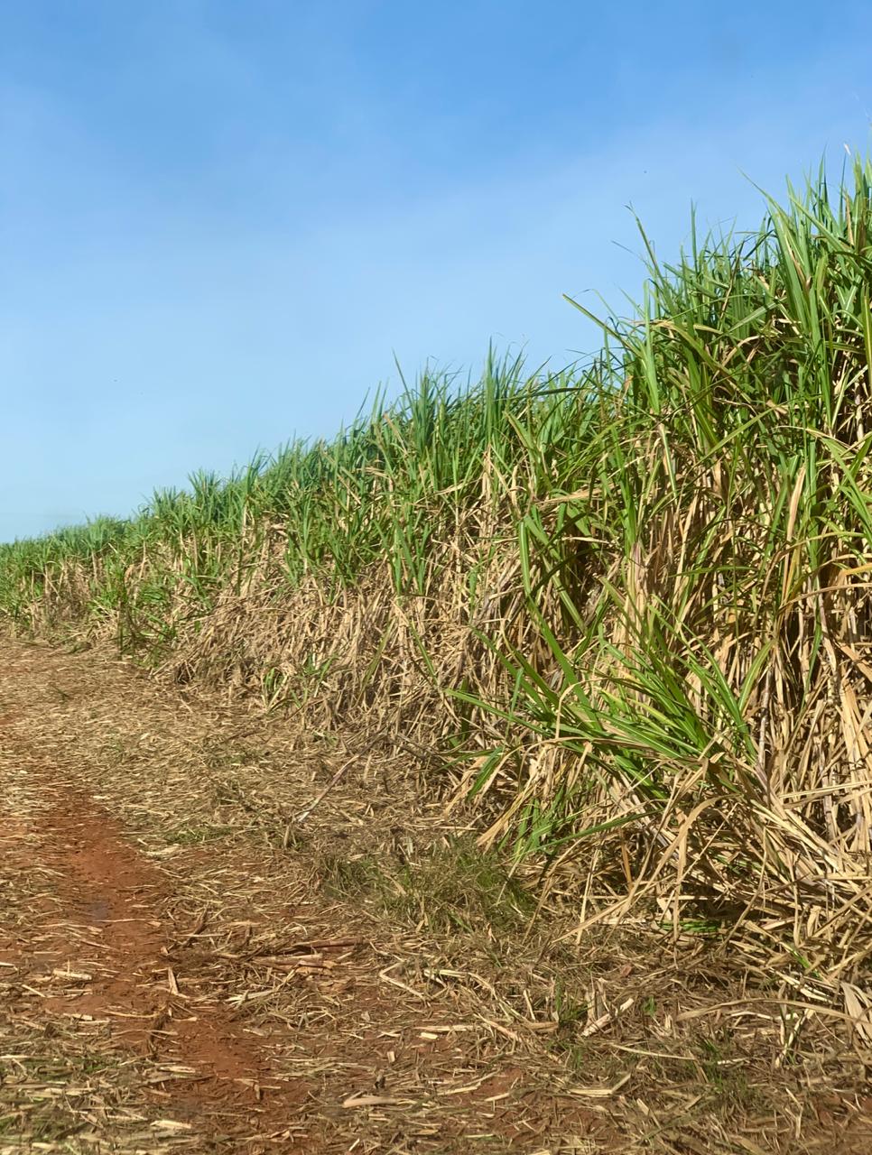 Sugarcane at Socicana farming association, Brazil