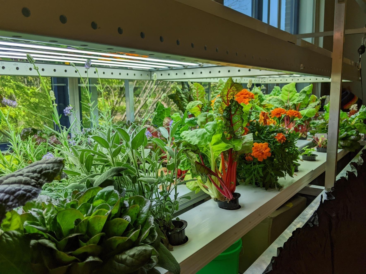 At South Bronx Early College Academy, marigolds, chard, lettuces, and lavender grow in the school's Nutrient Film Technique (NFT) system.