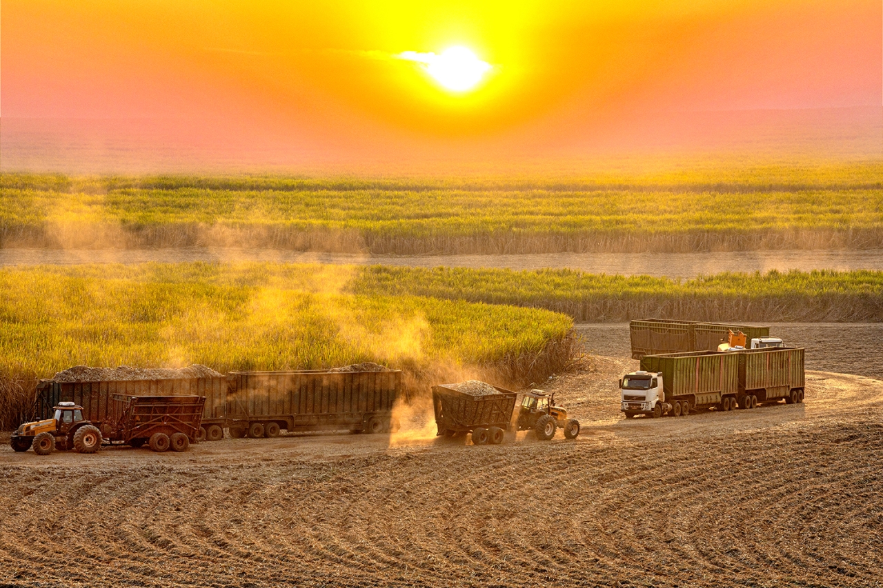 Sun setting over a field with trucks carrying harvested sugarcane