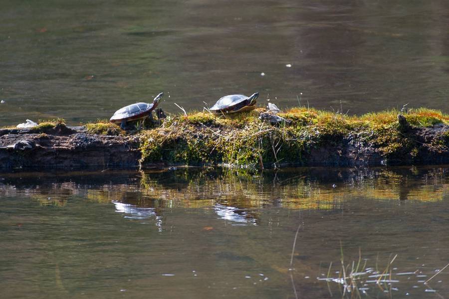 turtles
