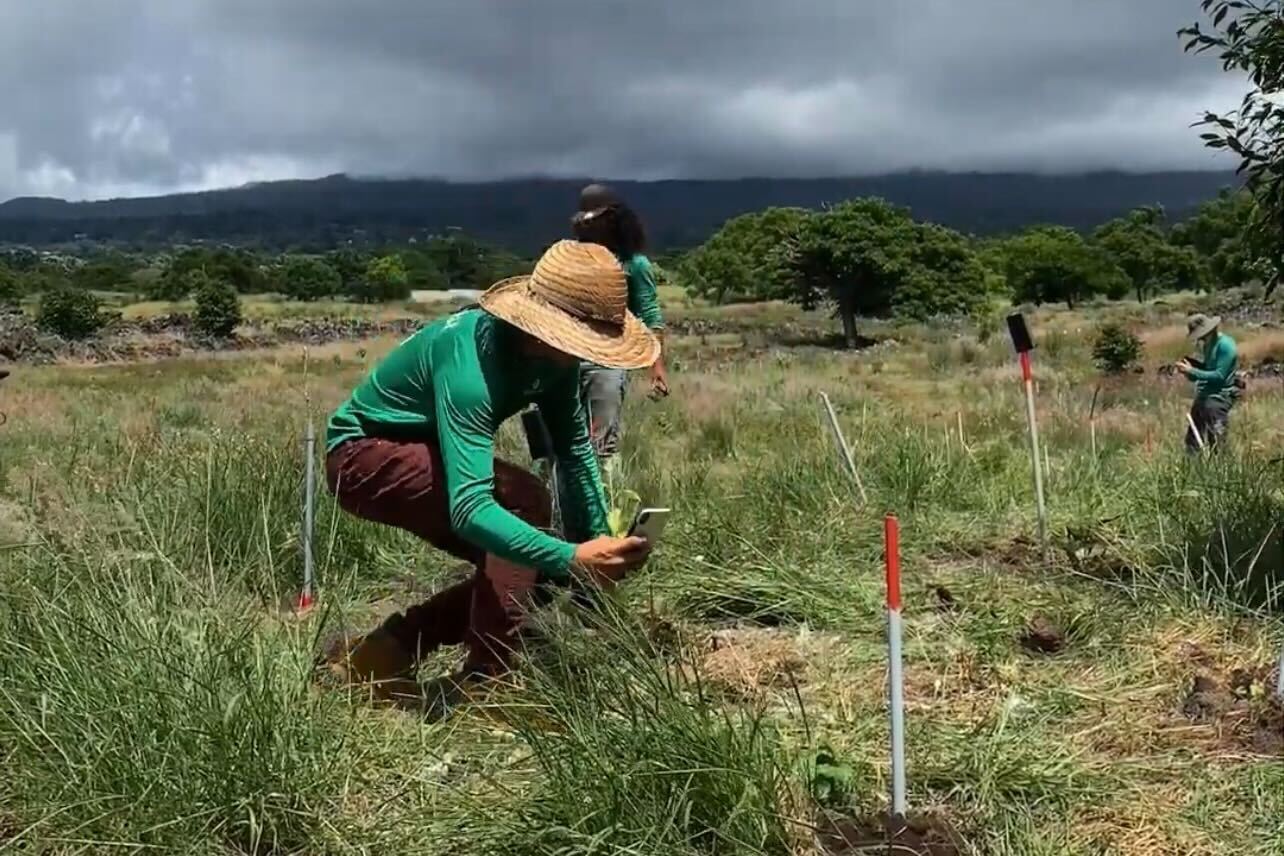 A member of a Terraformation reforestation team uses a cell phone to document a newly-planted sapling.