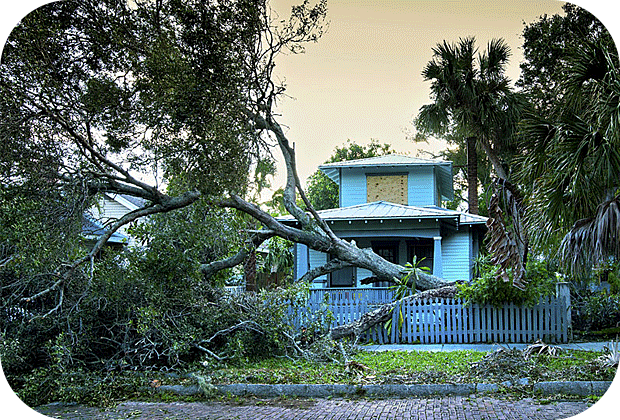 house with fallen tree in front of it 