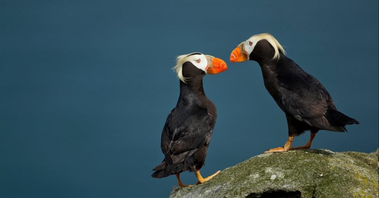 2 tufted puffins