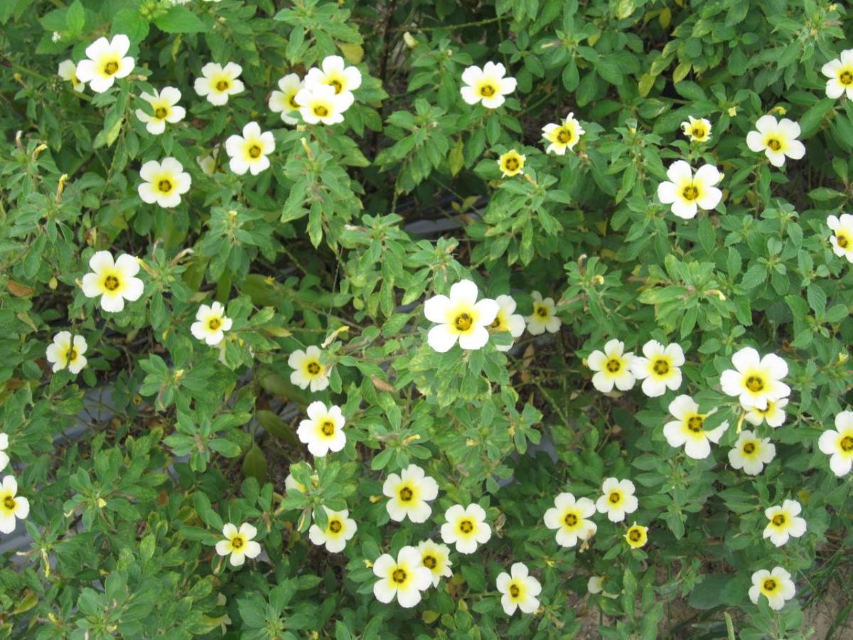 A close up of a bush of Tunera Subulata flowers.