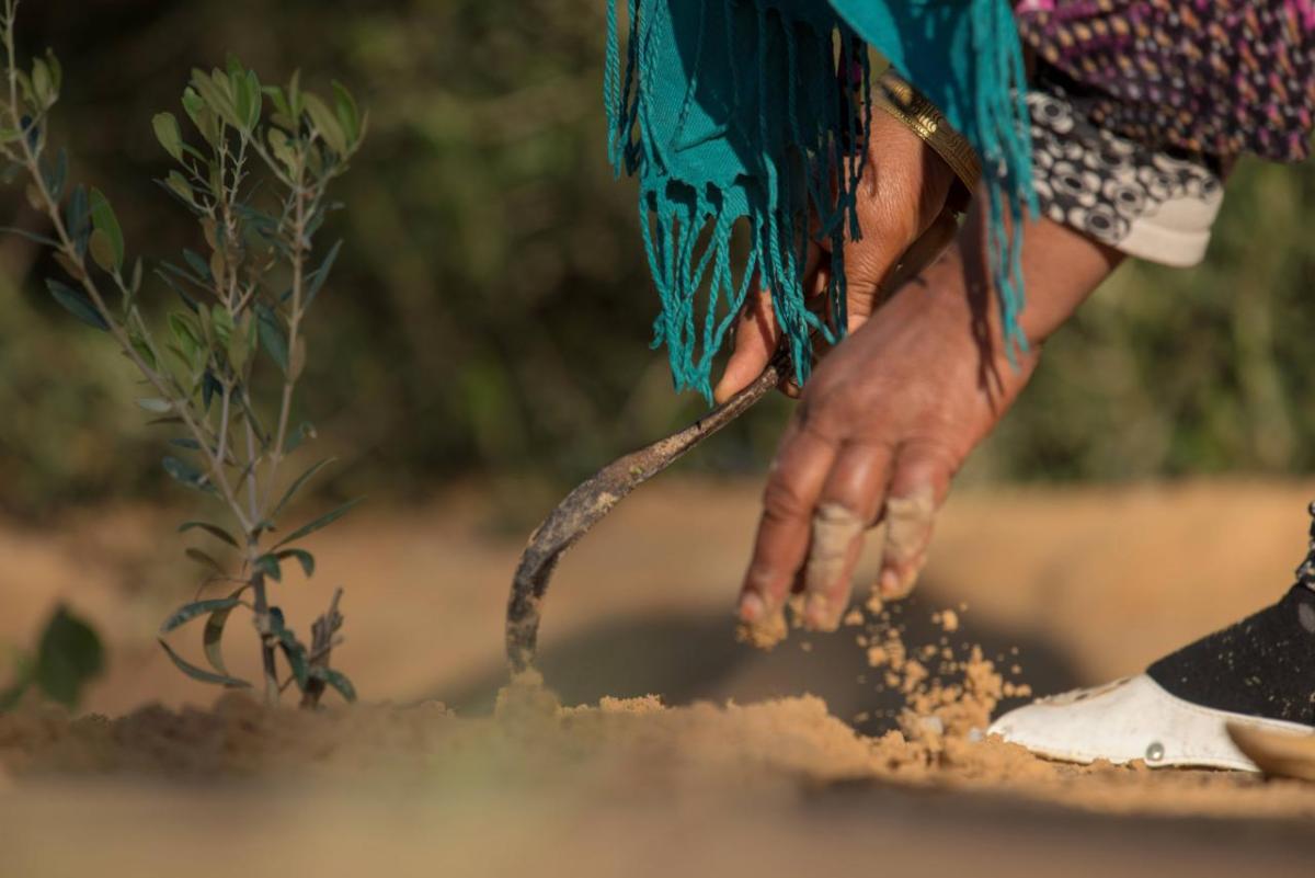 Close-up of a person working in the soil.