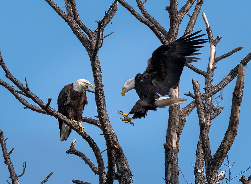 Two eagles on a leafless tree