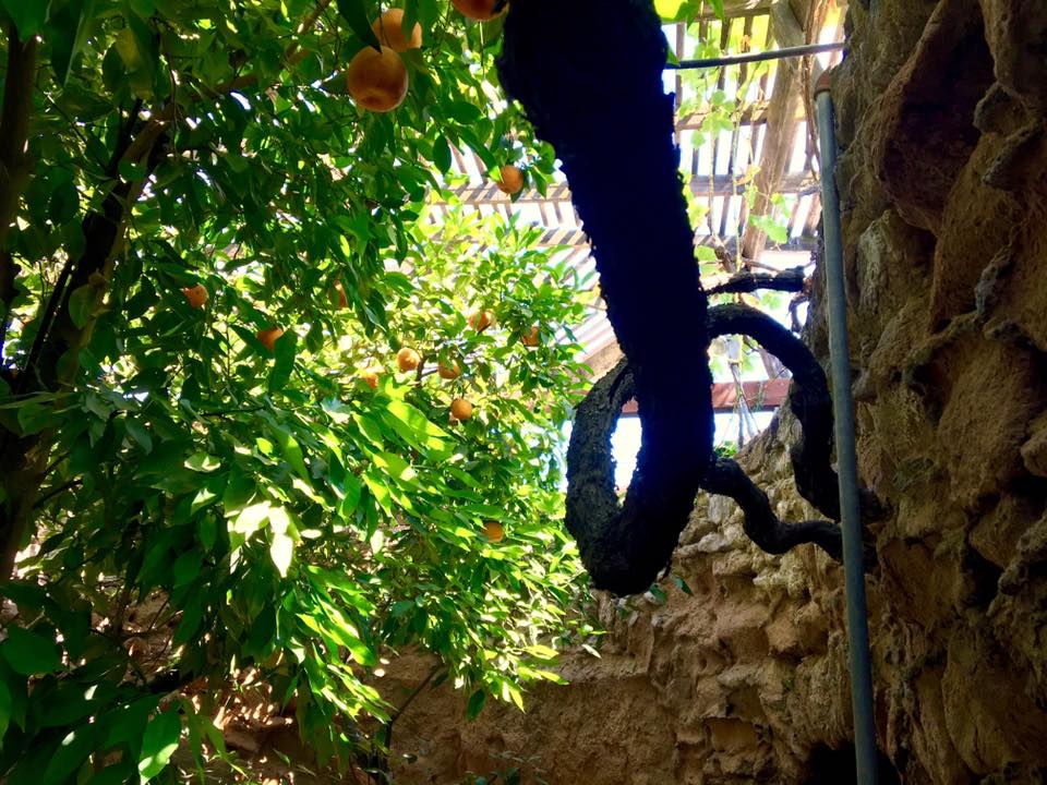 An orange tree twists to the sky at Fresno's Forestiere Underground Gardens