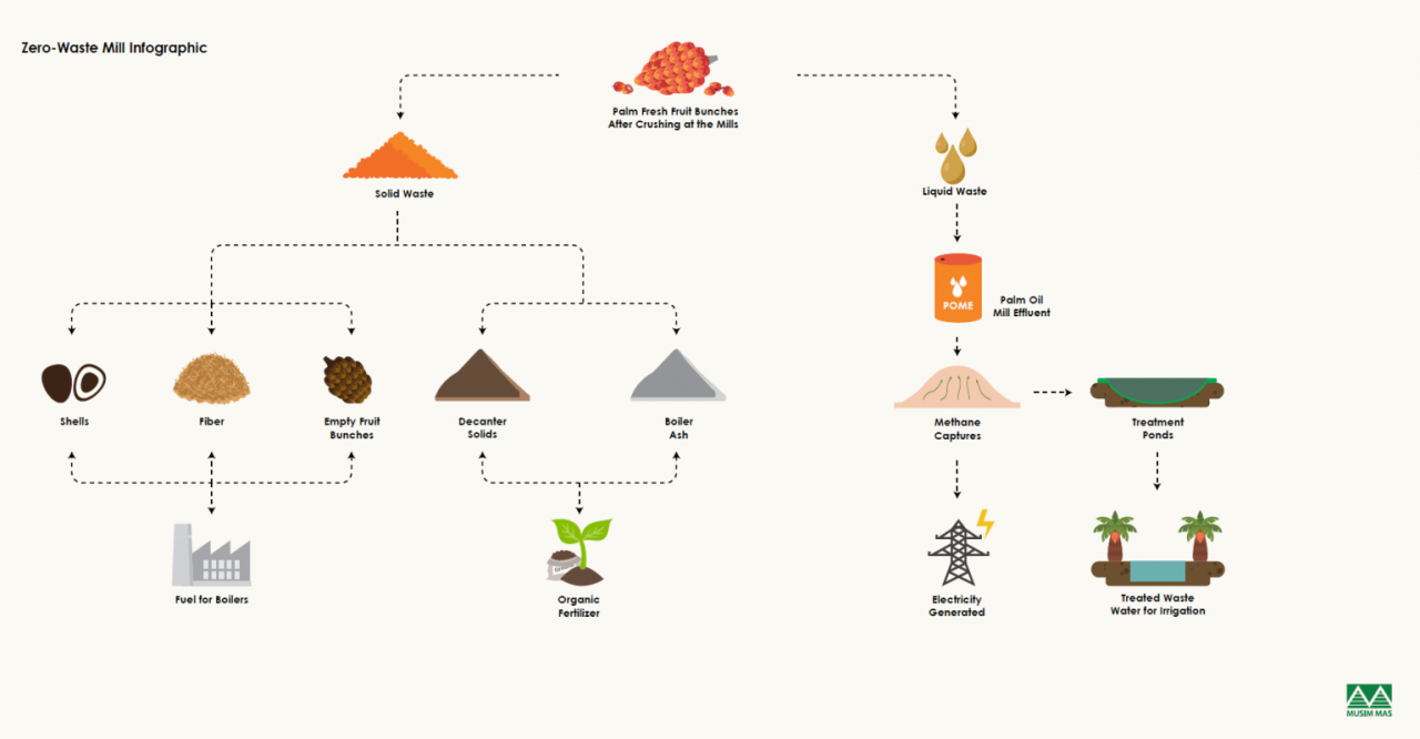 info graphic, life cycle of palm oil production, separating liquids and solids, and the end results of the byproducts