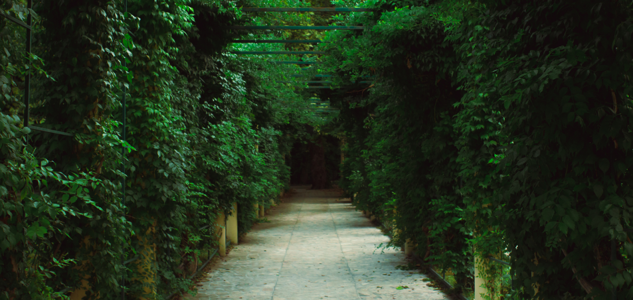 wooded tunnel