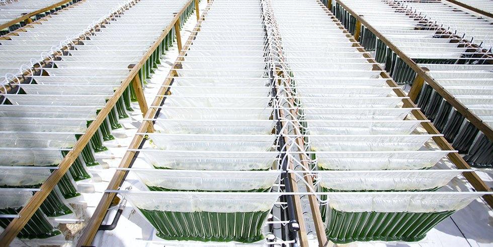 making biofuels from algae