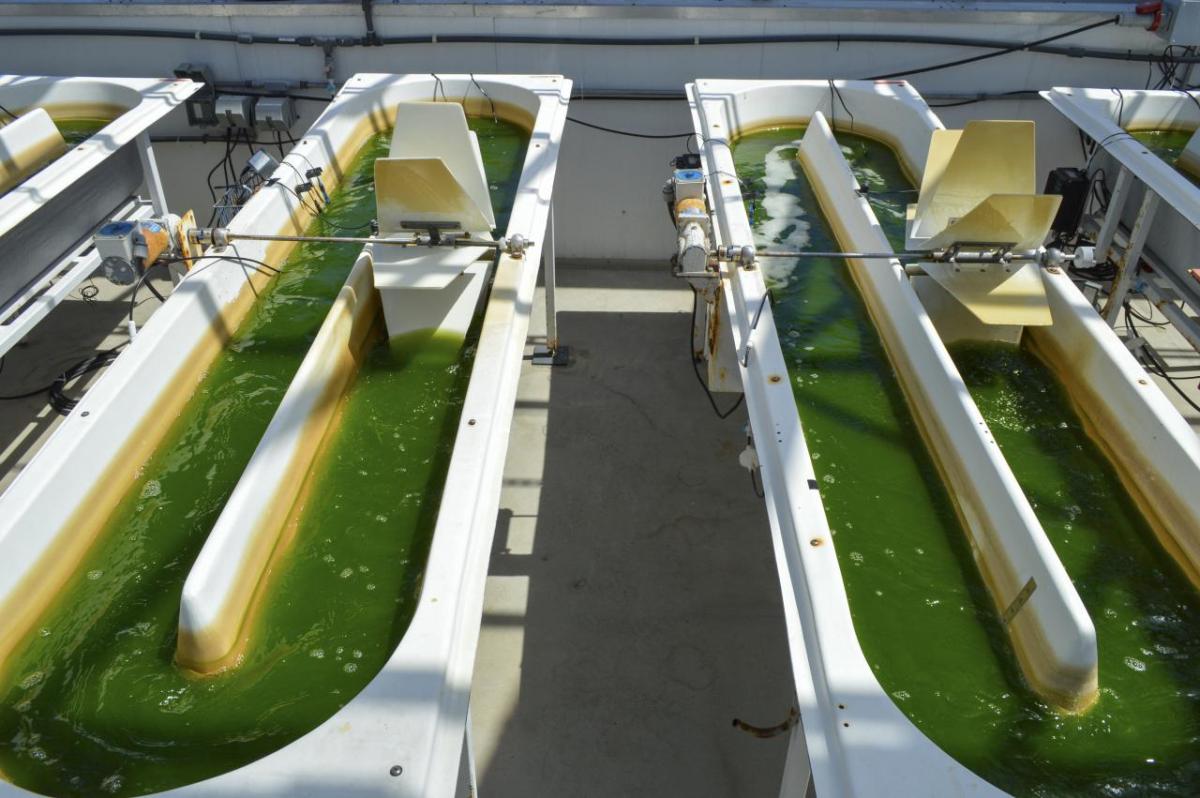 Large tubs of green liquid, and paddle wheels.