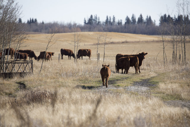 Cattle on an ALUS participant’s ranch.