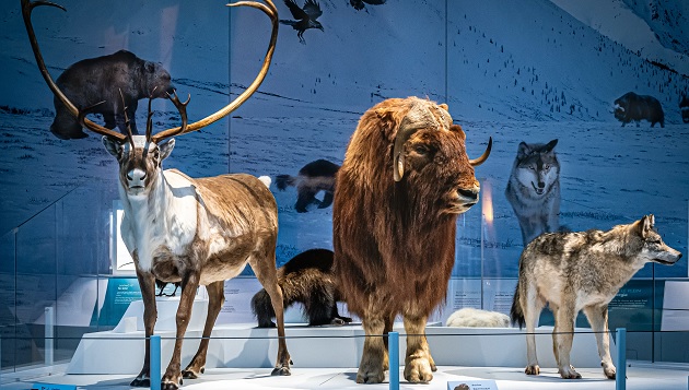 animals in a museum