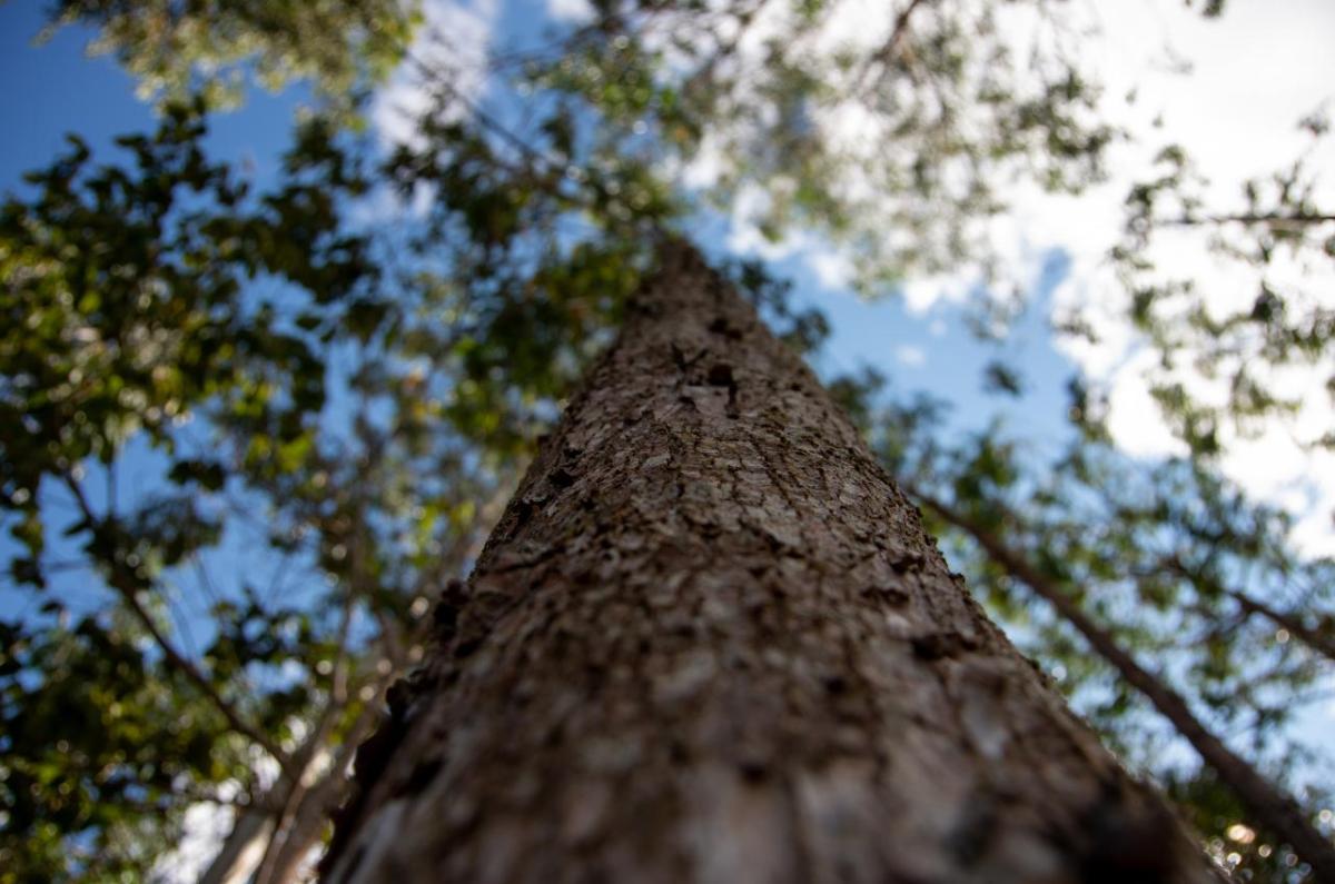 Close up image of a tree trunk