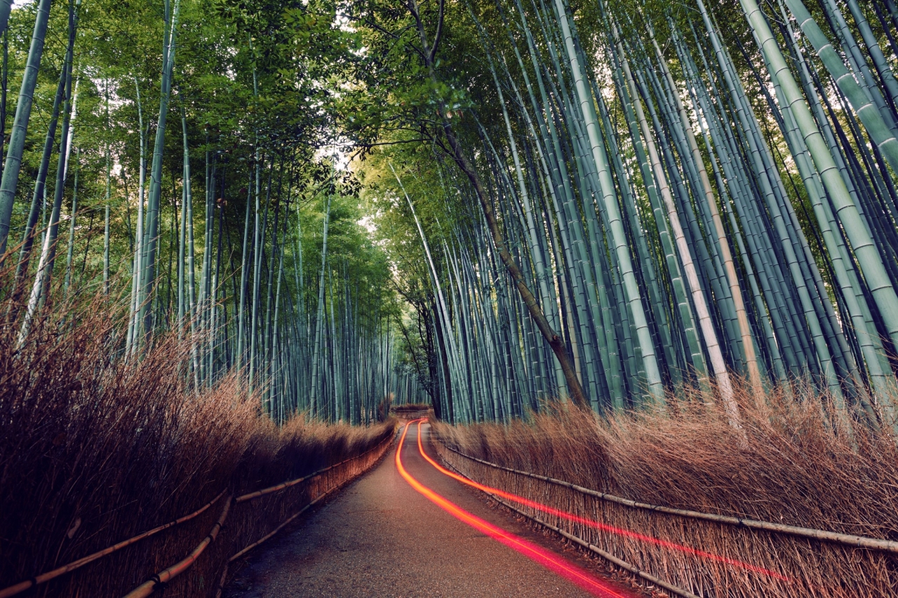 a bamboo forest, orange streaks on the road from a long-exposure of a vehicle