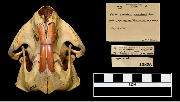 A beaver skull, note card describing it and scale measurement.