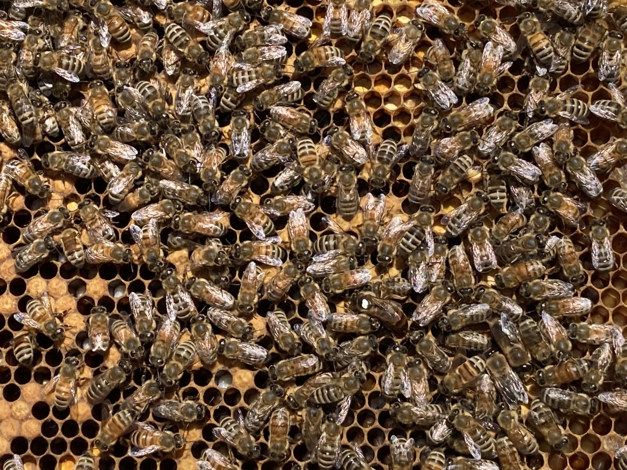 bees in hive