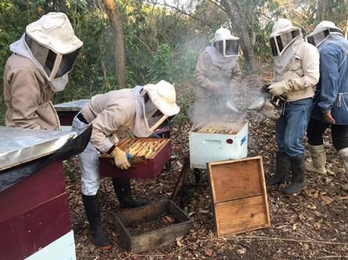People in beekeeping outfits working with bee hives.