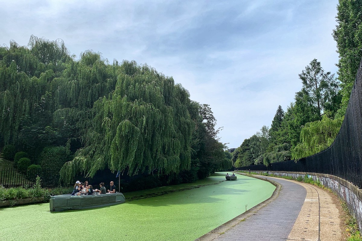 blue-green algae bloom in regents canal near London england - blue-green algae and carbon capture