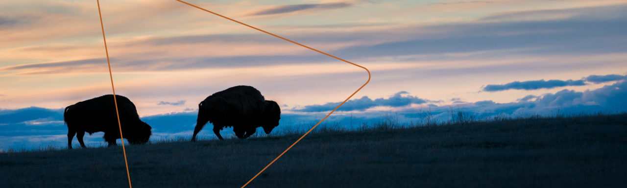 buffalo at dusk