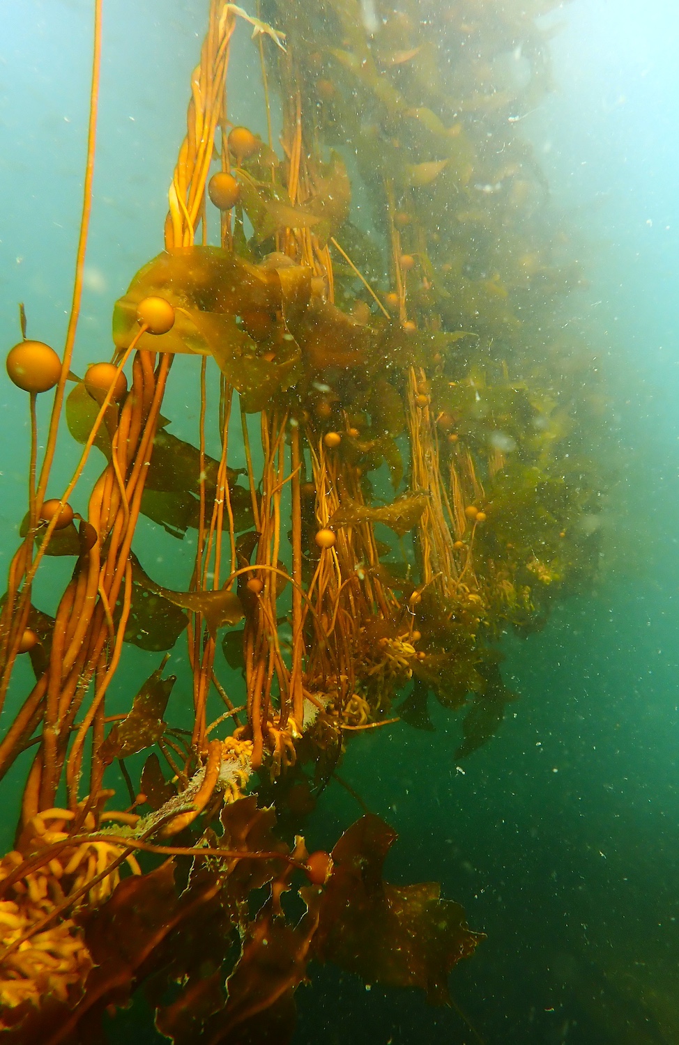 Bull kelp plants growing on a rope underwater — kelp gardening