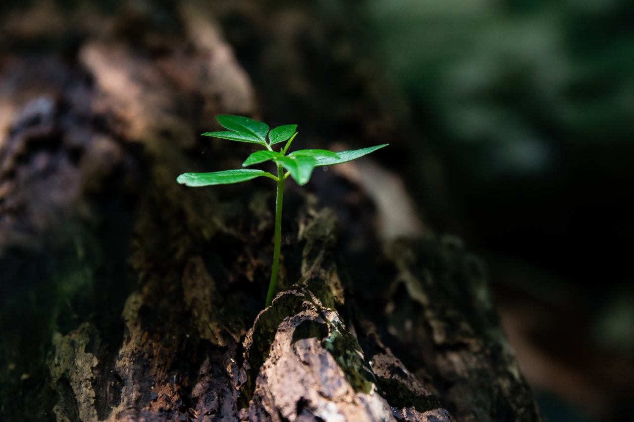 tree sprout