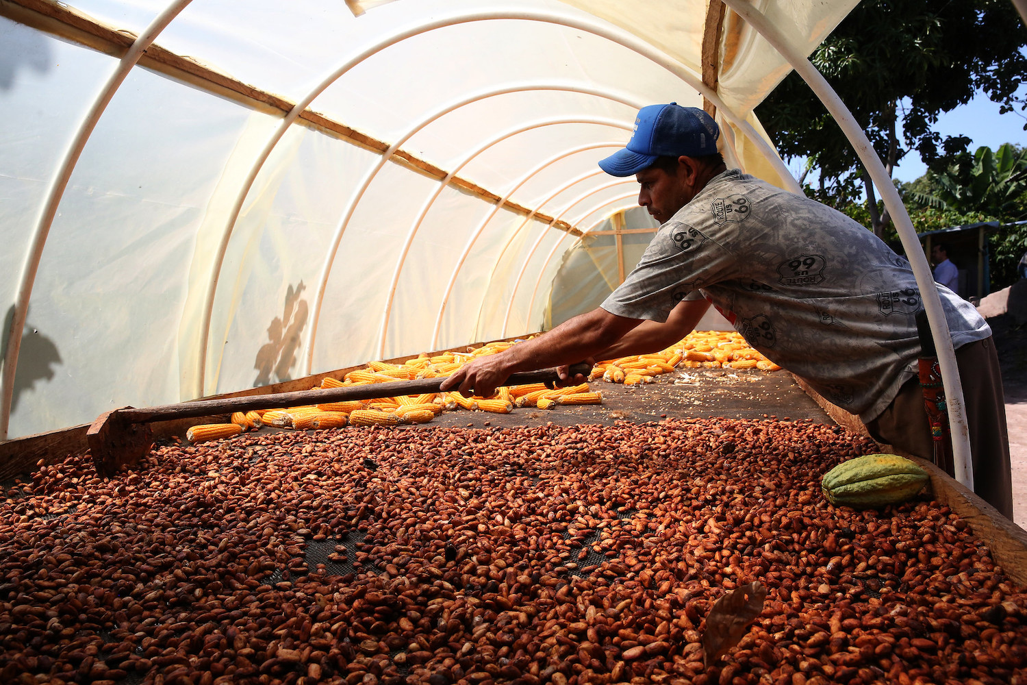 cacao farmer dries crop