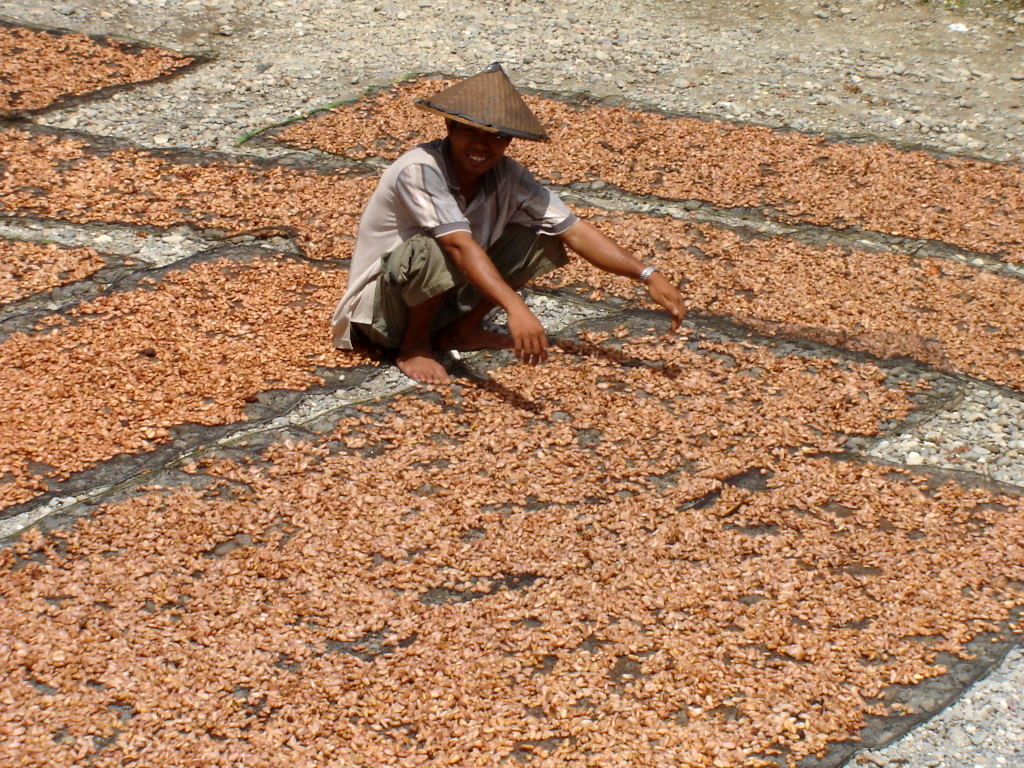 cacao farmer indonesia