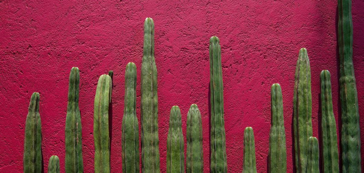 A row of cacti against a red wall.