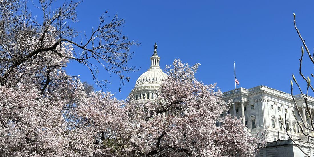capital hill with flowering trees