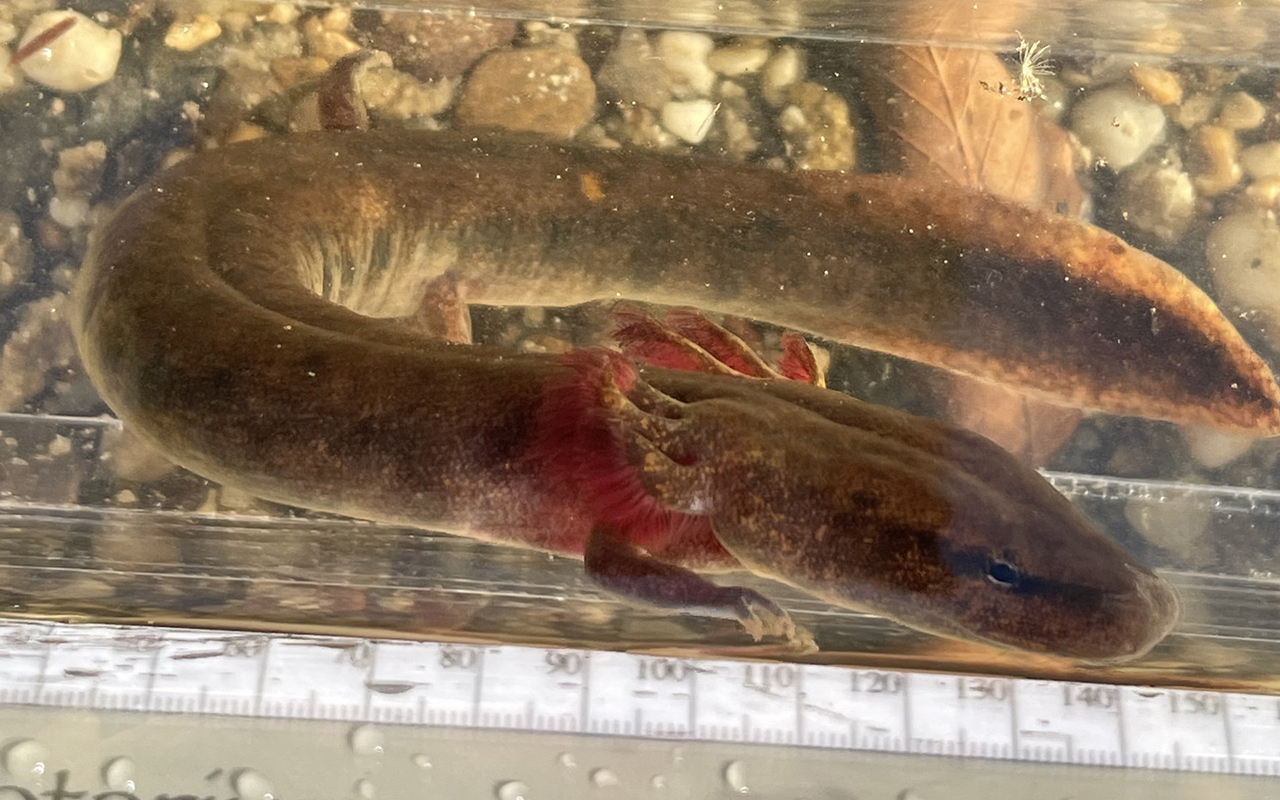 Black Warrior Waterdog