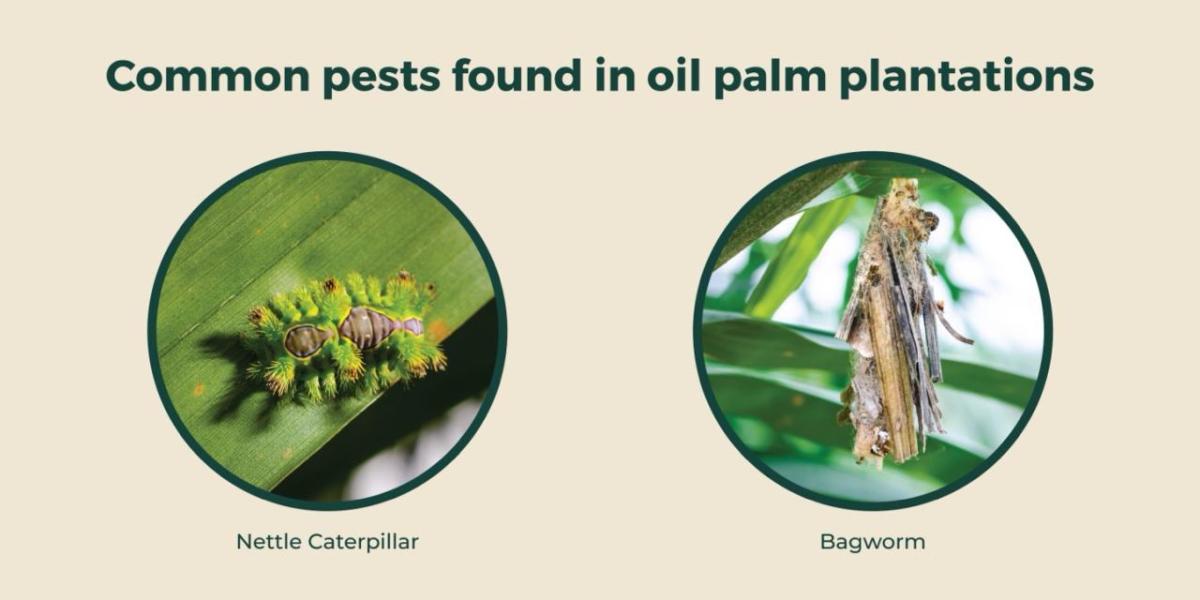 Infographic "Common pests found in palm oil plantations. Photos of a NEttle caterpillar and bagworm.