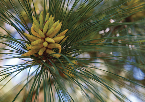 pine cone