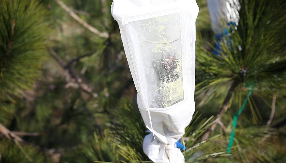 A bag placed over a pine flower for controlled pollination
