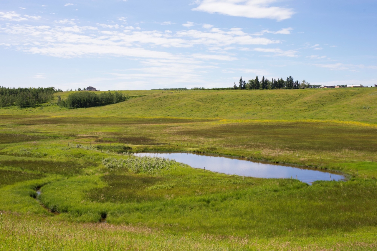 Wetlands on private land, such as the on pictured here, in Parkland, Alberta, are a critical part of the landscape that help to capture, retain and filter water.