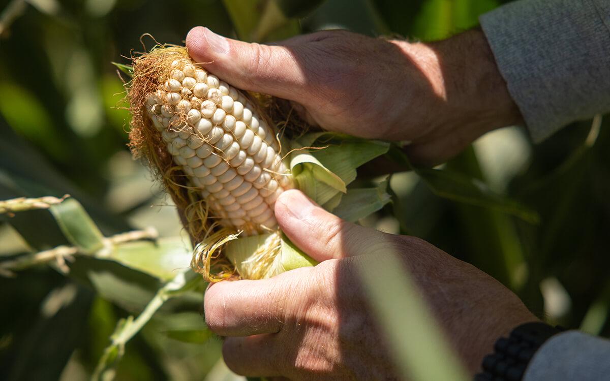 Two hands opening an ear of corn in a field.