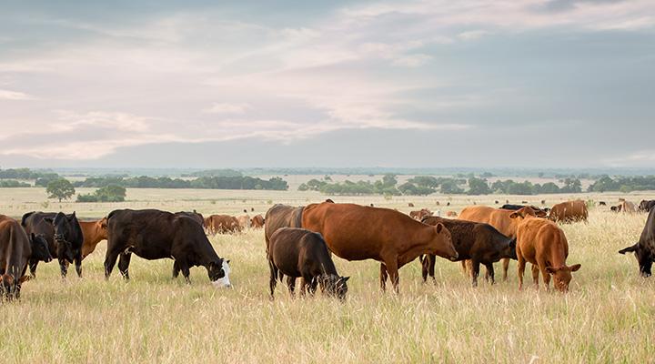 Cows grazing in a vast field.