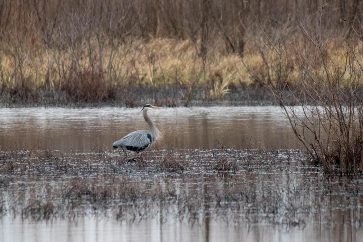 A long-neck bird in a wetland area