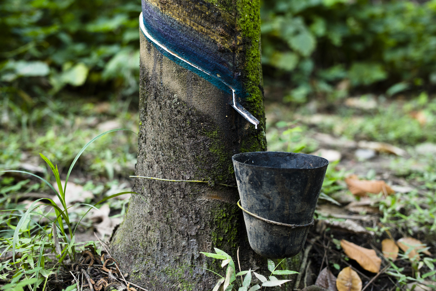 A hevea tree tapped to produce rubber latex at a farm in Guatemala. 