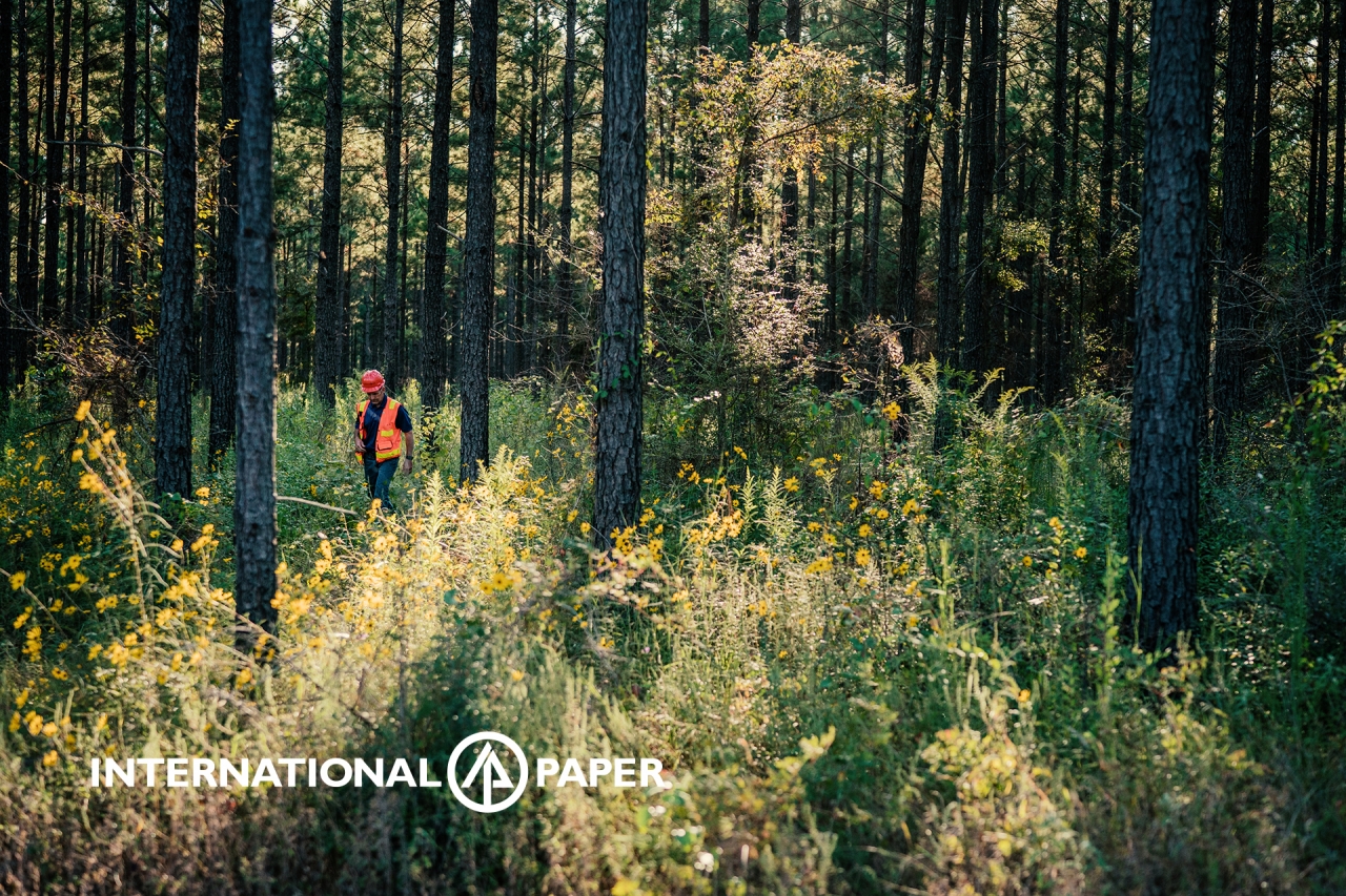 International Paper employee walking through a Forest