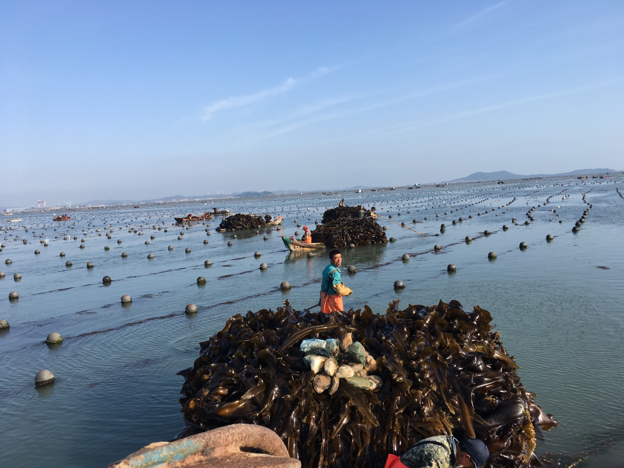 The Oceans 2050 study is engaging seaweed farms in 12 countries including Canada, Chile, China (pictured above), Denmark, France, Indonesia, Japan, Madagascar, Malaysia, Norway, South Korea, and the United States.