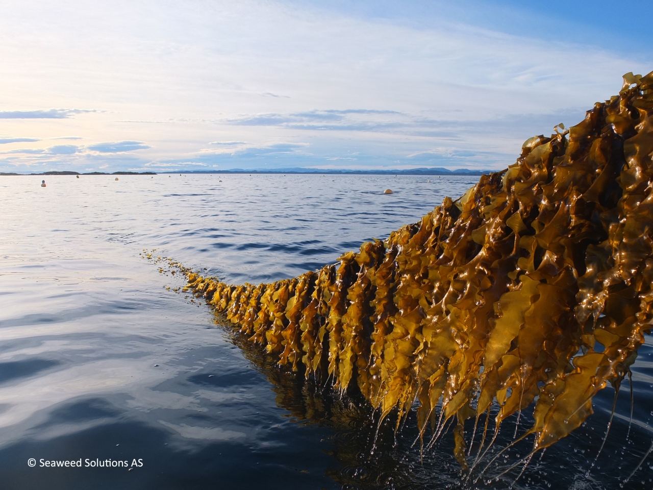 Kelp, the fastest growing plant in the world, may be a powerful nature-based solution to addressing climate change. Photo: Seaweed Solutions AS