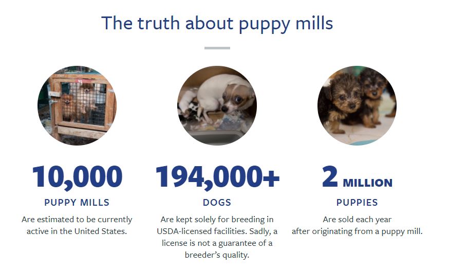 Truth about puppy mills