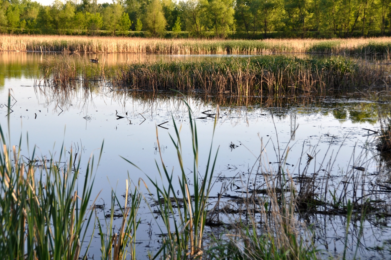 TNC estimate that wide-spread implementation of restored and constructed wetlands could sequester 7.4 million tons of soil organic carbon adjacent to working lands over a 10-year period. SWCS/IDALS Photo by Lynn Betts