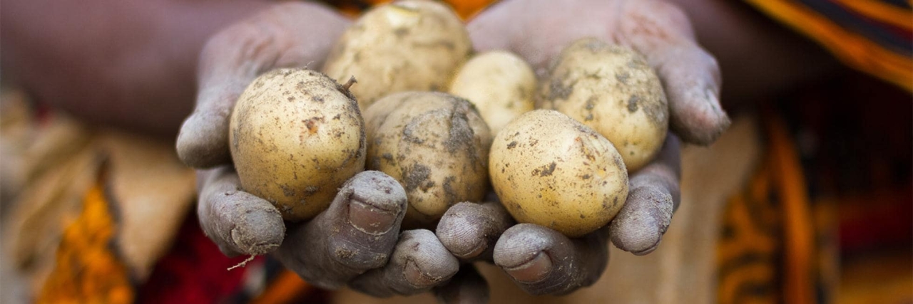 Hand full of potatoes