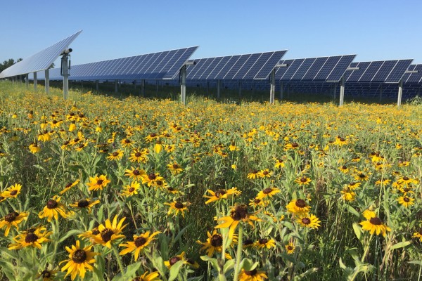 Solar panels in field of flowers