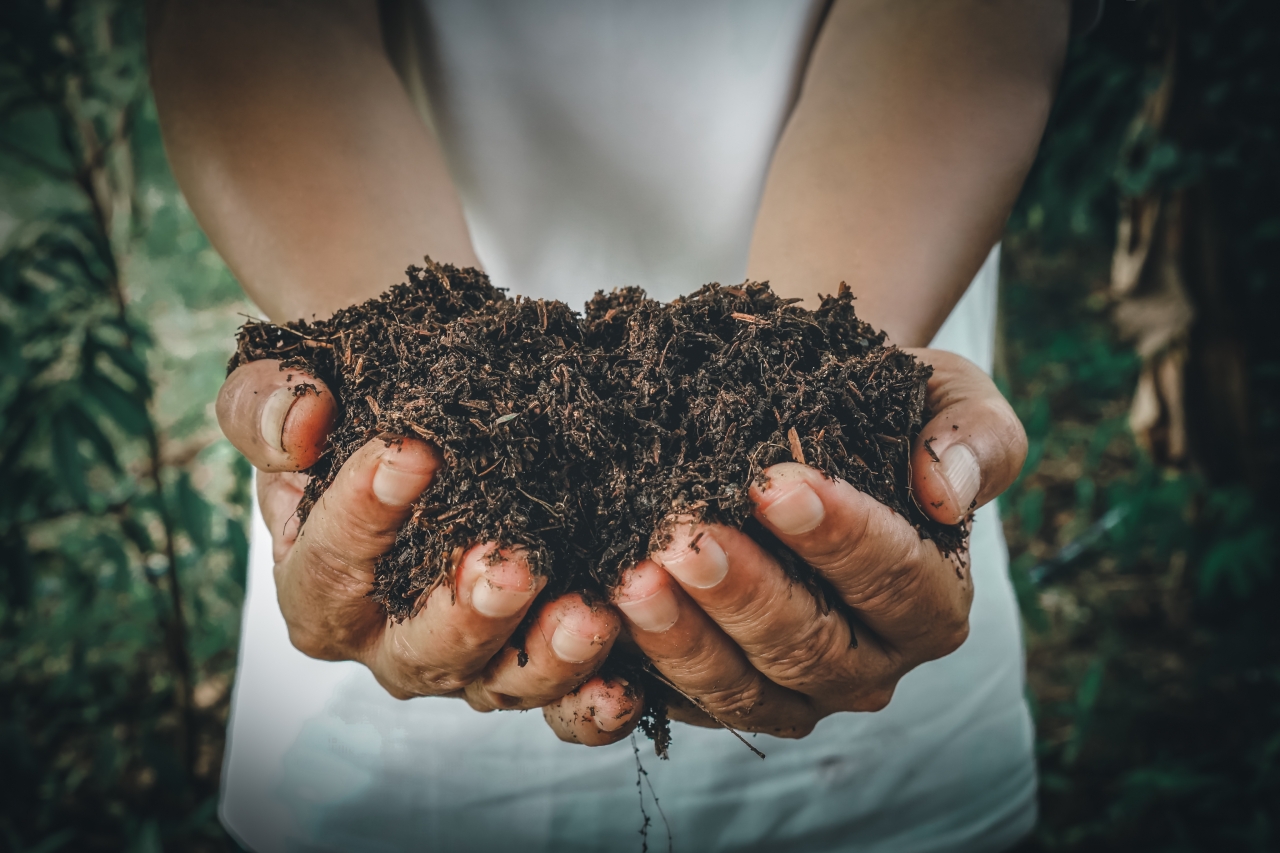 Hands holding soil